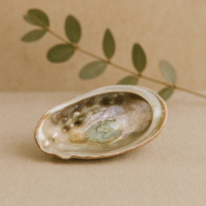 Abalone Schelp